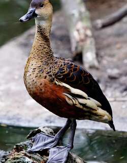斑胸树鸭 / Wandering Whistling Duck / Dendrocygna arcuata