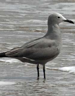 灰鸥 / Grey Gull / Leucophaeus modestus