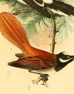 圣岛扇尾鹟 / Mussau Fantail / Rhipidura matthiae
