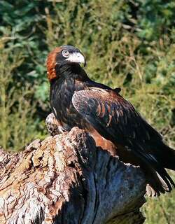 黑胸钩嘴鸢 / Black-breasted Buzzard / Hamirostra melanosternon