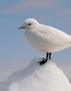 白鸥 / Ivory Gull / Pagophila eburnea