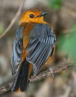 红顶歌䳭 / Red-capped Robin-Chat / Cossypha natalensis
