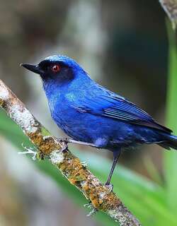 花脸刺花鸟 / Masked Flowerpiercer / Diglossa cyanea