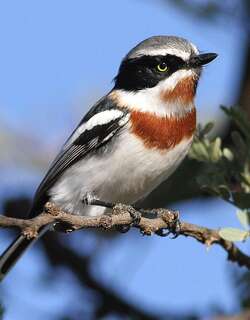 点颏蓬背鹟 / Chinspot Batis / Batis molitor