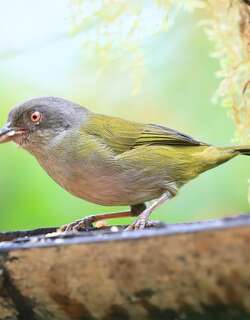 暗腹灌丛唐纳雀 / Dusky Bush Tanager / Chlorospingus semifuscus