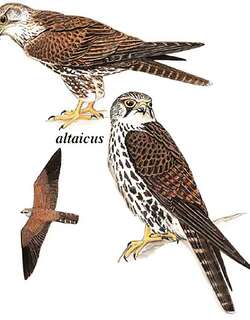 猎隼 / Saker Falcon / Falco cherrug