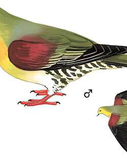 红翅绿鸠 / White-bellied Green Pigeon / Treron sieboldii