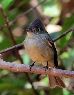 大安岛绿霸鹟 / Cuban Pewee / Contopus caribaeus