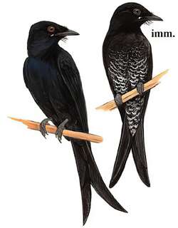 黑卷尾 / Black Drongo / Dicrurus macrocercus