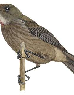 白颏摄蜜鸟 / White-chinned Myzomela / Myzomela albigula