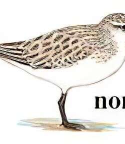 红颈滨鹬 / Red-necked Stint / Calidris ruficollis