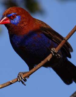 紫蓝饰雀 / Purple Grenadier / Granatina ianthinogaster