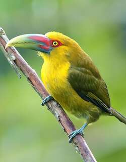 橘黄巨嘴鸟 / Saffron Toucanet / Pteroglossus bailloni