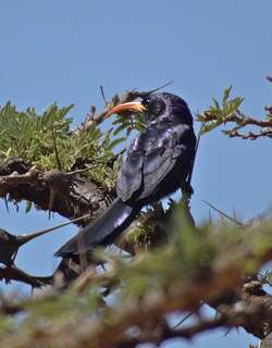 小弯嘴戴胜 / Abyssinian Scimitarbill / Rhinopomastus minor