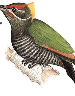 黄冠啄木鸟 / Lesser Yellownape / Picus chlorolophus