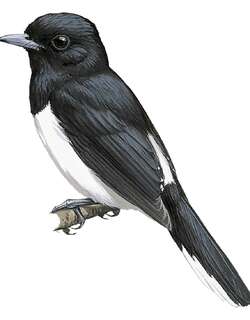 白羽缘王鹟 / White-tipped Monarch / Symposiachrus everetti