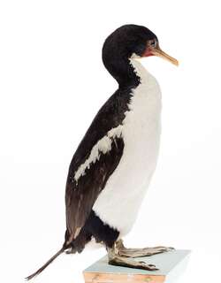 查岛鸬鹚 / Chatham Shag / Leucocarbo onslowi