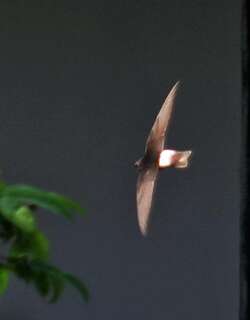 小雨燕 / Little Swift / Apus affinis