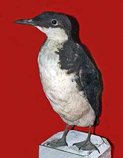 克氏海雀 / Craveri’s Murrelet / Synthliboramphus craveri