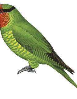 红喉绿鹦鹉 / Mindanao Lorikeet / Trichoglossus johnstoniae