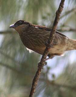 玻利辉椋鸟 / Polynesian Starling / Aplonis tabuensis
