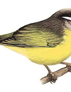 灰头柳莺 / Grey-hooded Warbler / Phylloscopus xanthoschistos