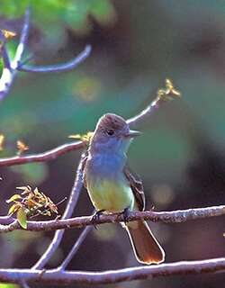 大冠蝇霸鹟 / Great Crested Flycatcher / Myiarchus crinitus