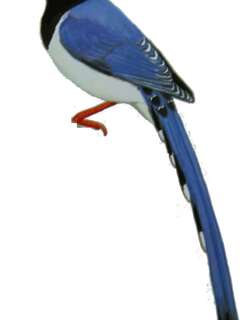 红嘴蓝鹊 / Red-billed Blue Magpie / Urocissa erythroryncha