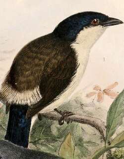 白胸黑雀 / White-breasted Nigrita / Nigrita fusconotus