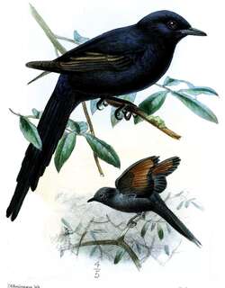 狭尾椋鸟 / Narrow-tailed Starling / Poeoptera lugubris