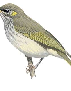 塞兰岩吸蜜鸟 / Seram Honeyeater / Lichmera monticola