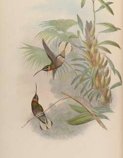 淡尾髭喉蜂鸟 / Pale-tailed Barbthroat / Threnetes leucurus