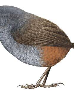 梅里达窜鸟 / Merida Tapaculo / Scytalopus meridanus