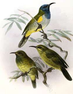 瑞氏花蜜鸟 / Reichenbach’s Sunbird / Anabathmis reichenbachii