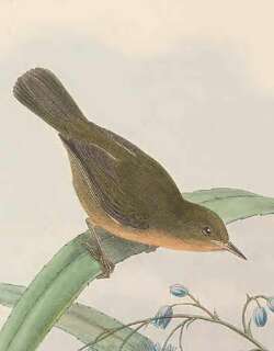 黄喉直嘴吸蜜鸟 / Olive Straightbill / Timeliopsis fulvigula
