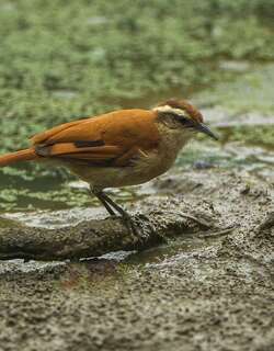 白斑灶鸟 / Band-tailed Hornero / Furnarius figulus