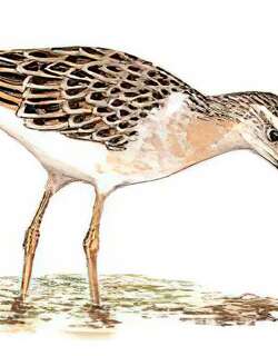 流苏鹬 / Ruff / Calidris pugnax