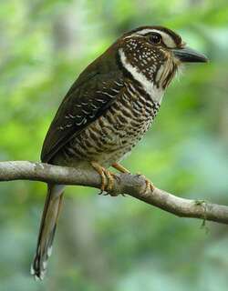 短腿地三宝鸟 / Short-legged Ground Roller / Brachypteracias leptosomus