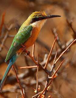 索马里蜂虎 / Somali Bee-eater / Merops revoilii