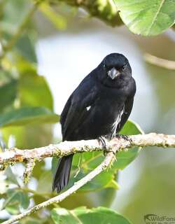 杂色食籽雀 / Variable Seedeater / Sporophila corvina