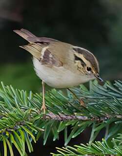 四川柳莺 / Sichuan Leaf Warbler / Phylloscopus forresti