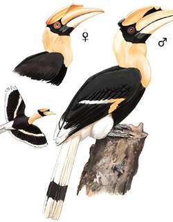 双角犀鸟 / Great Hornbill / Buceros bicornis
