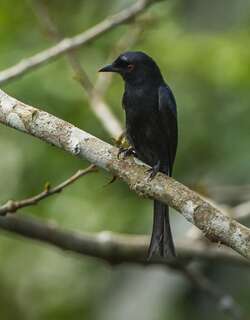 绒背卷尾 / Velvet-mantled Drongo / Dicrurus modestus