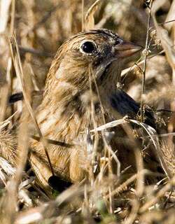 黄腹铁爪鹀 / Smith’s Longspur / Calcarius pictus