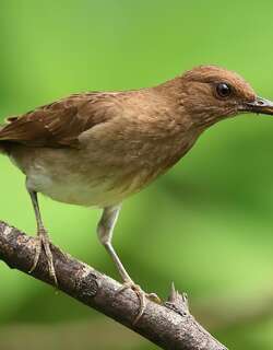 黑嘴鸫 / Black-billed Thrush / Turdus ignobilis