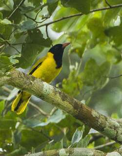 黑翅黄鹂 / Black-winged Oriole / Oriolus nigripennis