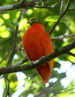 橙色果鸠 / Orange Fruit Dove / Ptilinopus victor