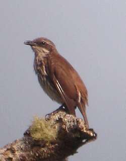 纹胸旋木雀 / Stripe-breasted Rhabdornis / Rhabdornis inornatus