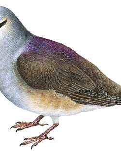 卡氏鹑鸠 / Tuxtla Quail-Dove / Zentrygon carrikeri