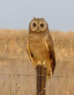沼泽耳鸮 / Marsh Owl / Asio capensis